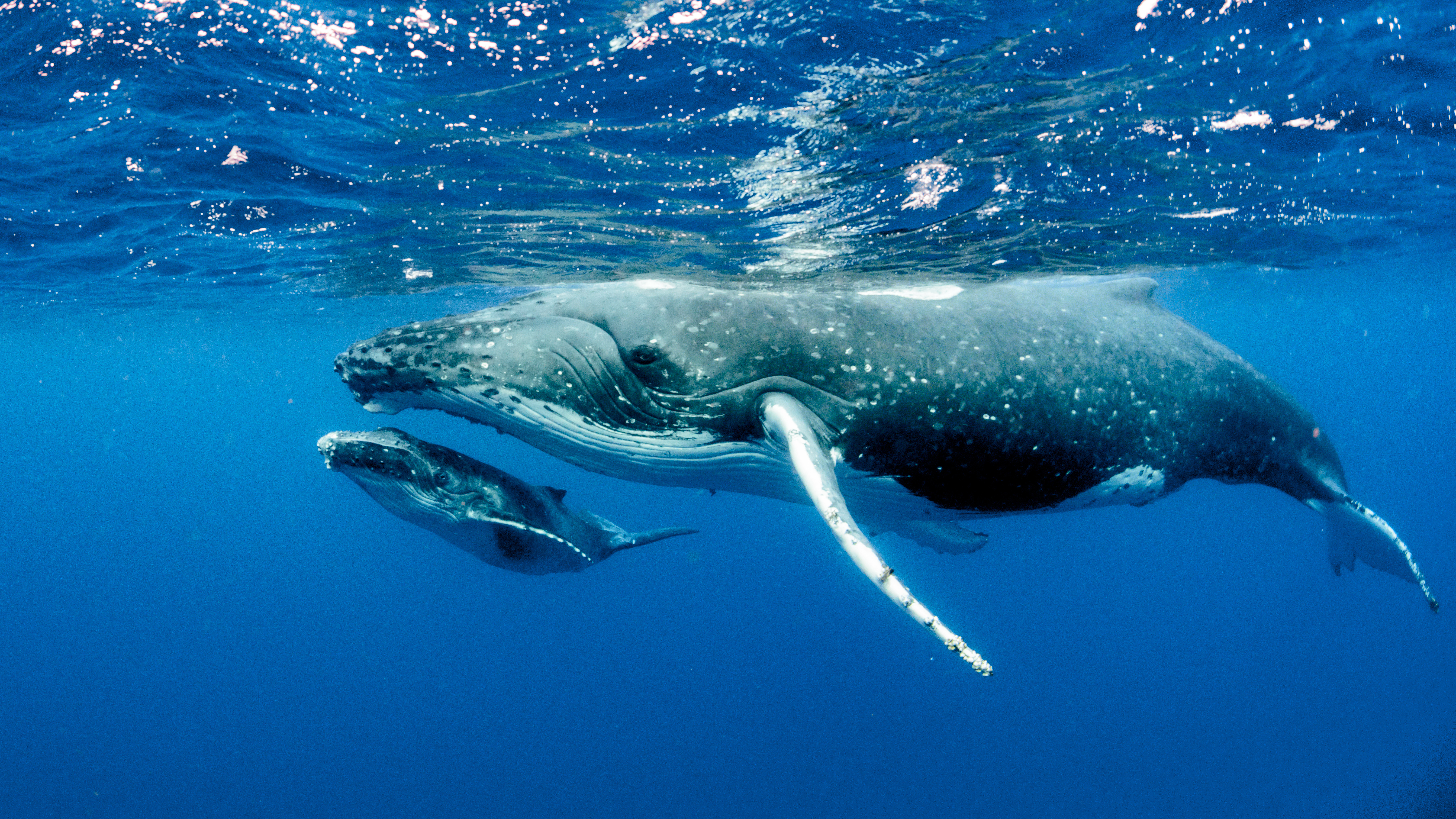 Ballenas azules prosperan en aguas californianas tras asombrosa recuperación