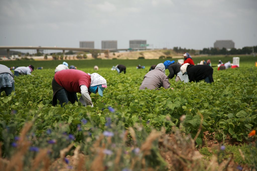 El calor afecta la salud mental de los trabajadores agrícolas