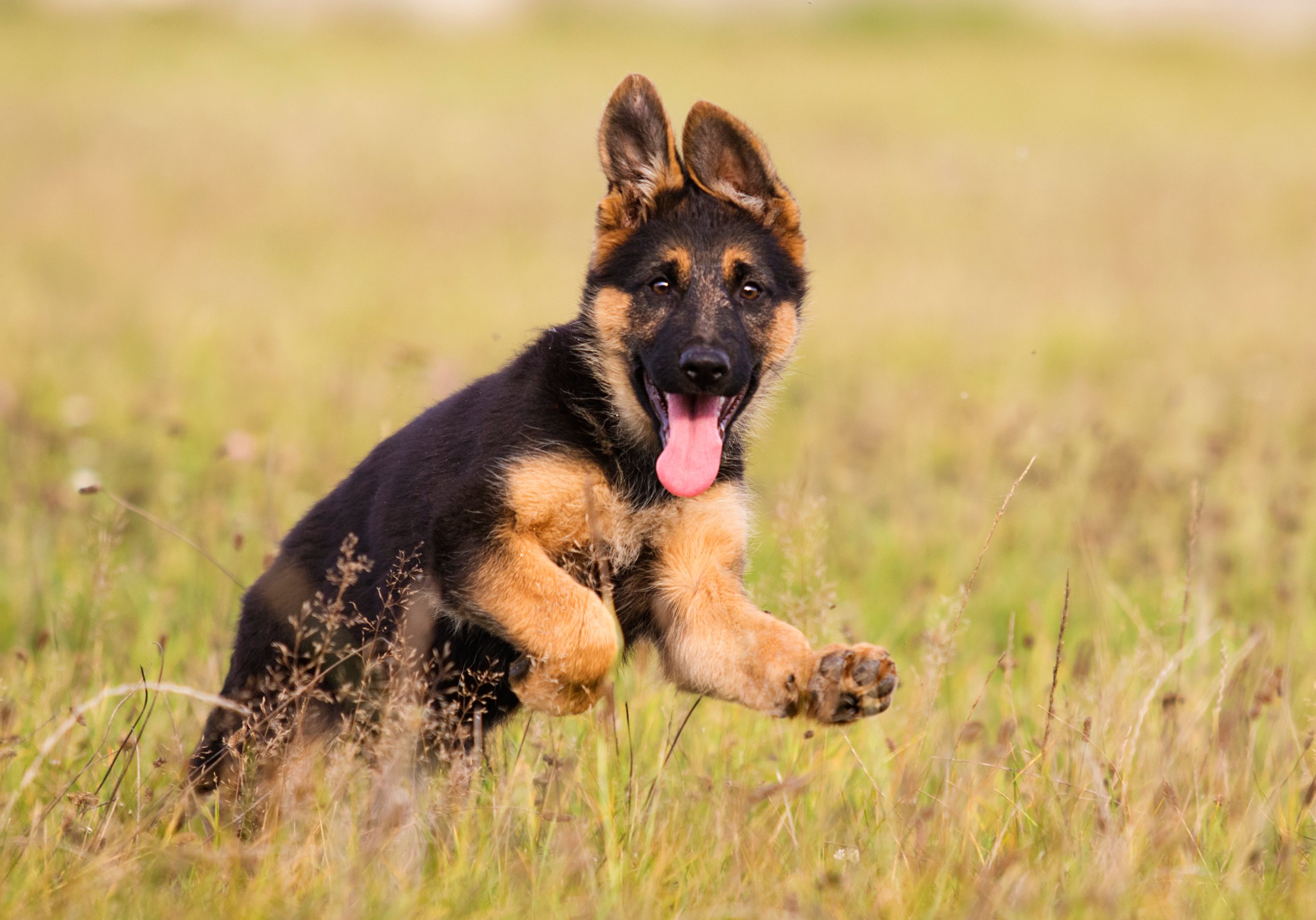 ¿Sabe qué raza de perro se conoce también como alsaciano?