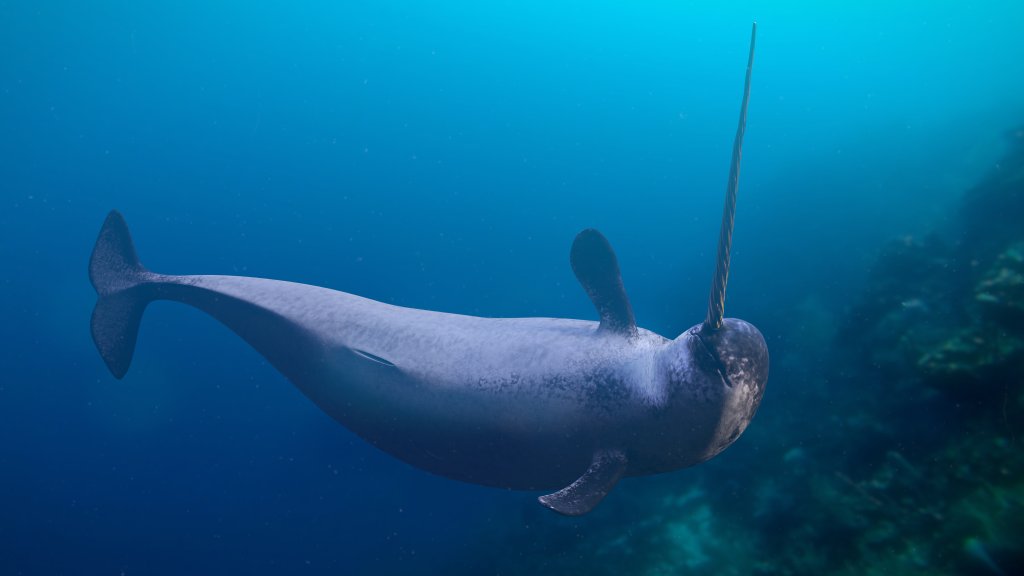 Pregunta del día: Qué ballena marina tiene un largo cuerno, o colmillo, que sobresale de su cabeza?