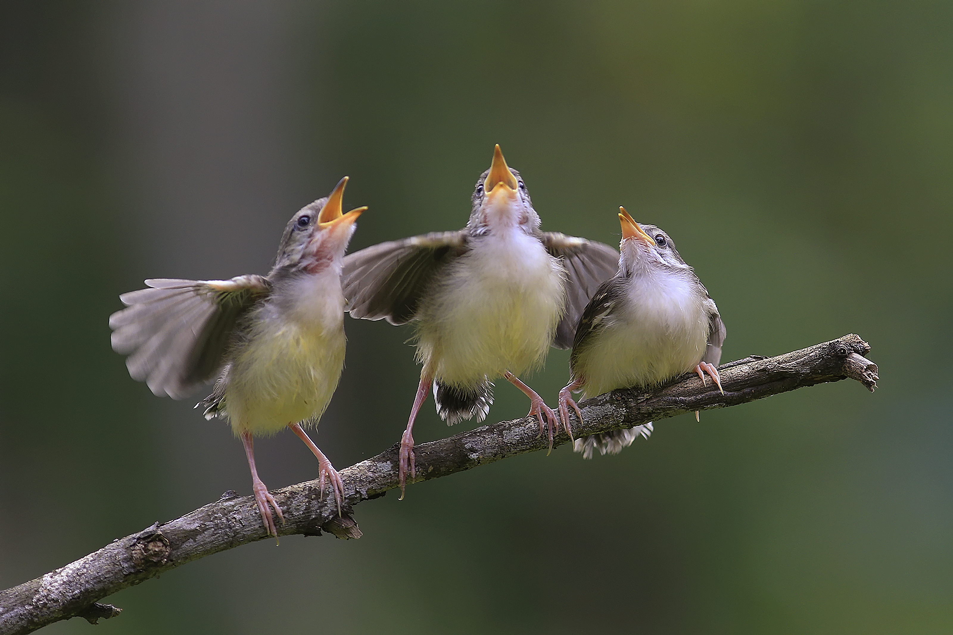 Escuchar pájaros: El tour de la fauna colombiana para los discapacitados visuales